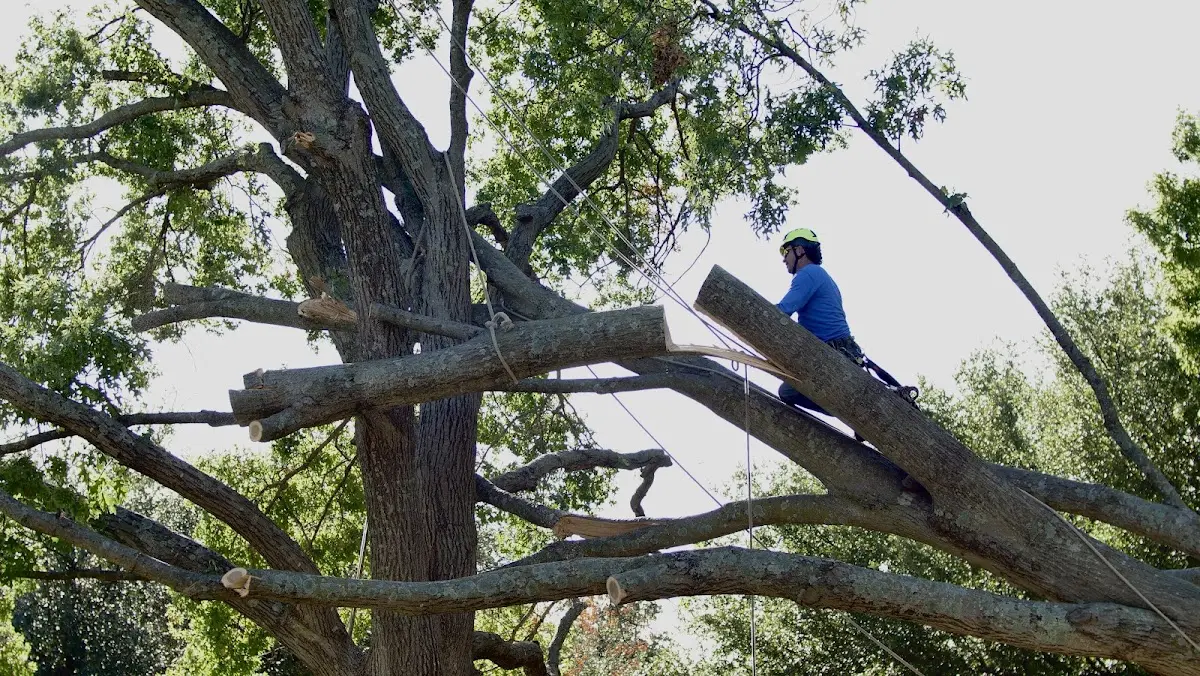 Professional Hazardous Tree Removal performed by certified arborists in Candler