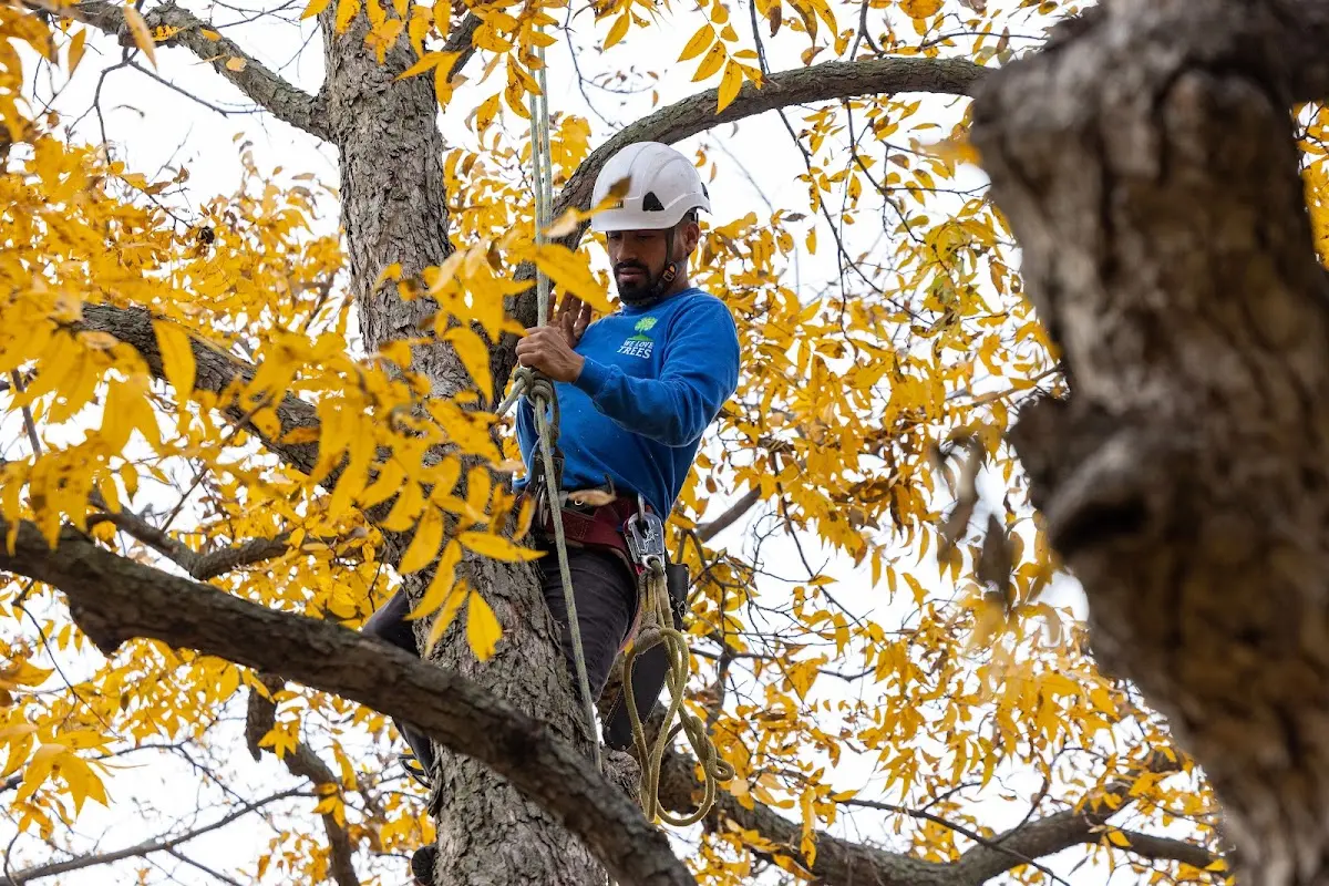 Skilled Tree Transplanting crew working in Candler